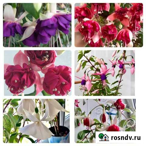 Фуксия Петропавловск-Камчатский - изображение 1