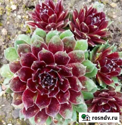 Молодило. Каменная роза Керчь - изображение 1