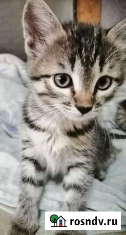 Котята Уфа - изображение 1