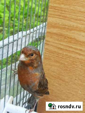 Кенара и канарейки Тверь - изображение 1