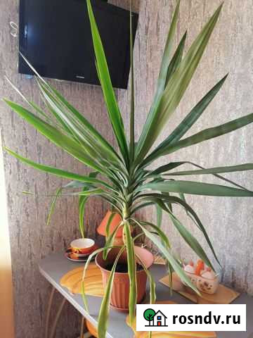 Пальма юкка Сарапул - изображение 1