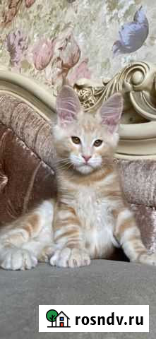 Котята мейн-кун продажа Магнитогорск - изображение 1