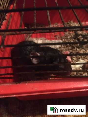 Крыса домашняя Жиздра - изображение 1