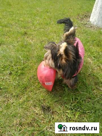 Собака породистая Мытищи - изображение 1