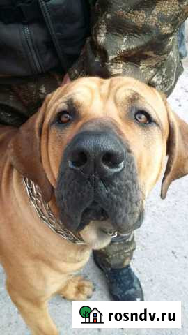 Ищу девочку Фила Бразилейро Симферополь - изображение 1