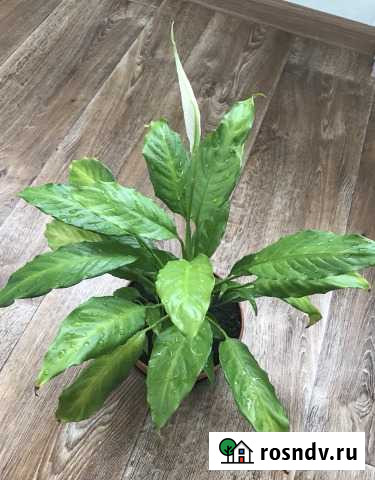 Спатифилум или женское счастье Севастополь - изображение 1