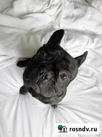 Вязка французский бульдог Некрасовский - изображение 1