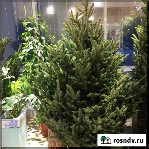 Ели живые Иркутск - изображение 1