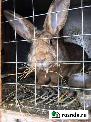 Кролики породы Фландр Тольятти - изображение 1