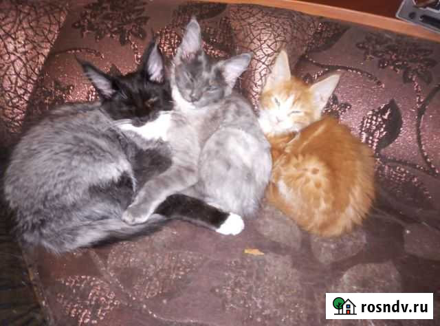 Мейн-кун Улан-Удэ - изображение 1