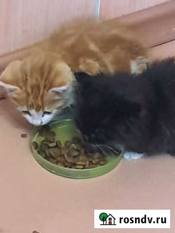 Кошка Благовещенск - изображение 1