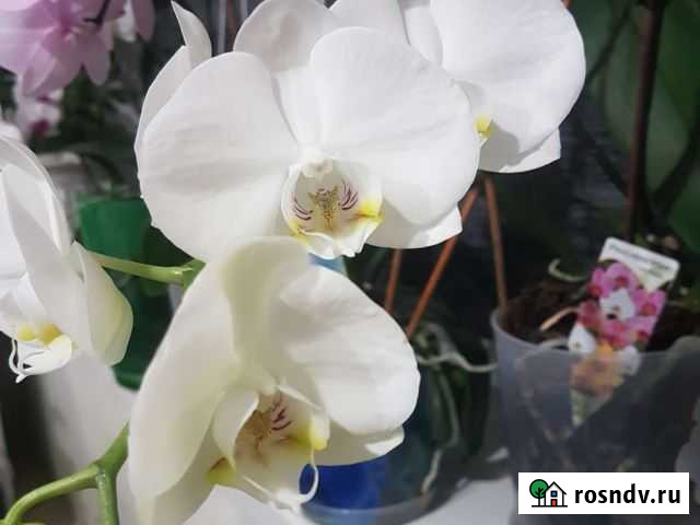 Орхидея фаленопсис Верхняя Пышма - изображение 1