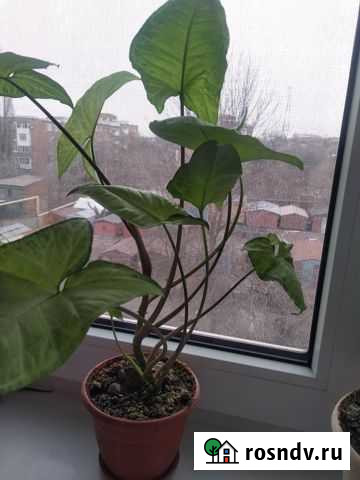 Сингониум Шахты - изображение 1