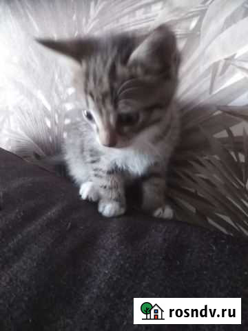 Котята в добрые руки приучены к лотку Чита - изображение 1