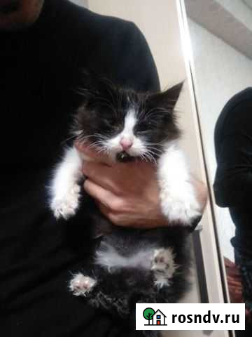 Котенок Новороссийск - изображение 1