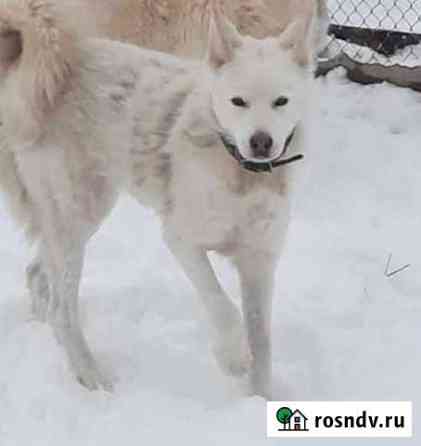 Западно-сибирская лайка Ростов-на-Дону