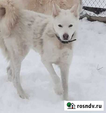 Западно-сибирская лайка Ростов-на-Дону - изображение 1