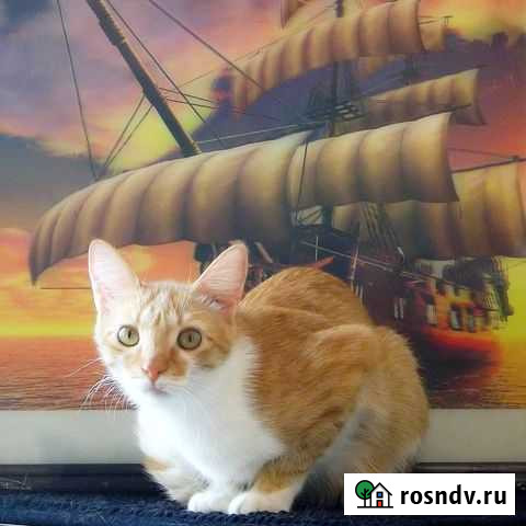 Кот пират Уфа - изображение 1