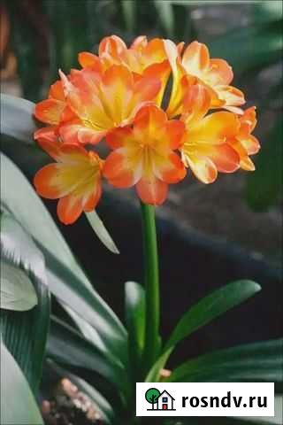 Кливия Донской - изображение 1