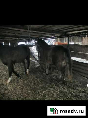 Кобылки Мраково - изображение 1