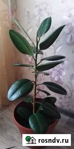 Фикус Усолье-Сибирское - изображение 1