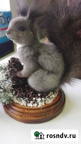 Продам чучело белки Красноярск - изображение 1