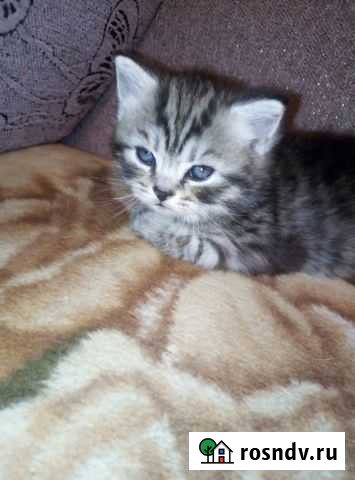 Британские Глазов - изображение 1