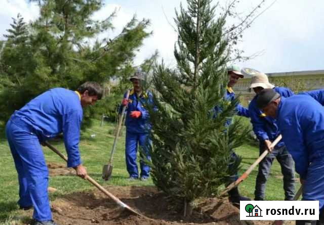 Плодородный грунт отличного качества с доставкой Наро-Фоминск - изображение 1