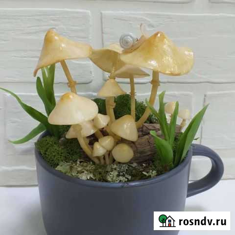 Грибочки в кружке Таганрог - изображение 1