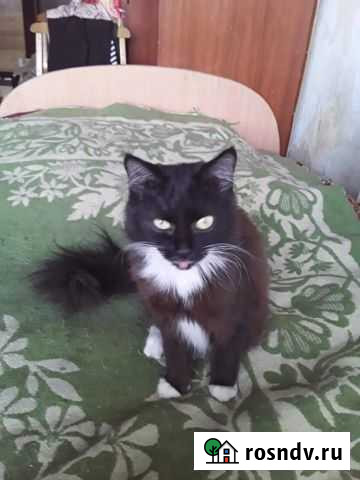 Кошка Черногорск - изображение 1
