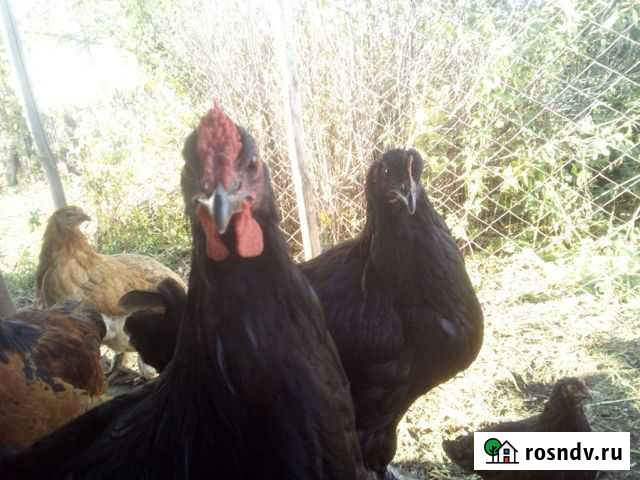 Петух Бийск - изображение 1