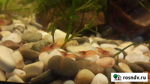 Креветка чери, вишня Железногорск - изображение 1