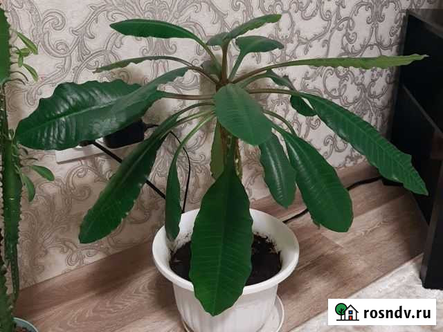 Продам домашние цветы Саранск - изображение 1