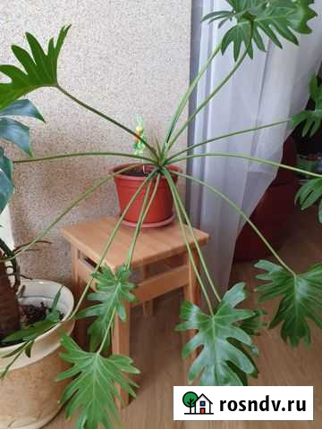 Филодендрон Ксанаду Рязань - изображение 1