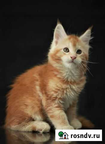 Котята Мейн Кун Калининград - изображение 1