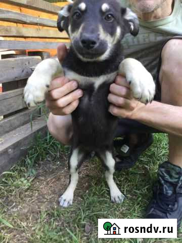 Собака Московский - изображение 1