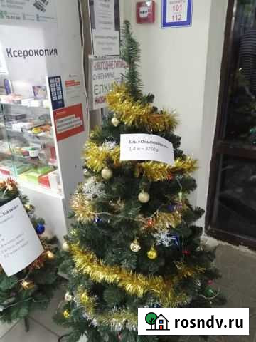 Ель Олимпийская Йошкар-Ола - изображение 1