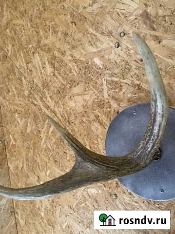 Рог олений Астрахань - изображение 1