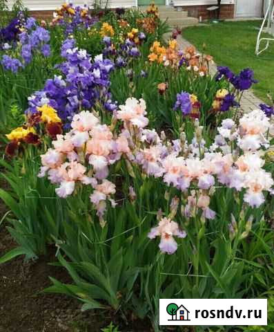 Многолетние цветы Рязань - изображение 1