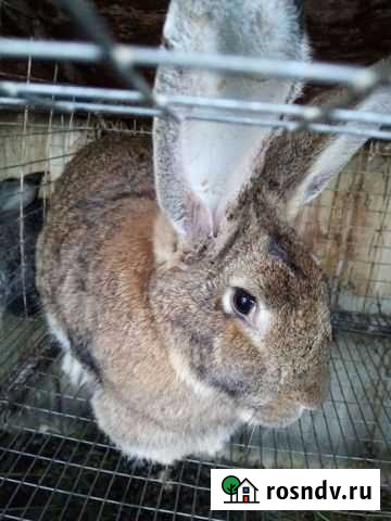 Кролики, это не только Зверево - изображение 1