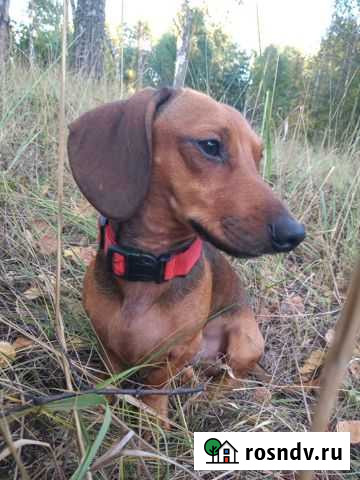 Кобель Таксы для вязки Нижний Новгород - изображение 1