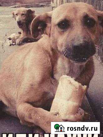 Продам Собаку в добрые руки Альметьевск - изображение 1