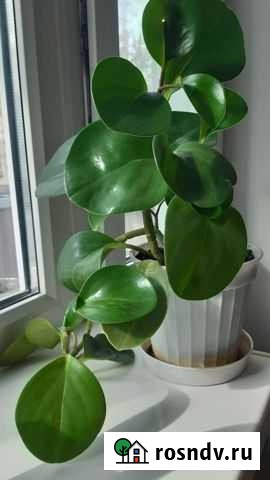 Пеперомия туполистная Димитровград - изображение 1