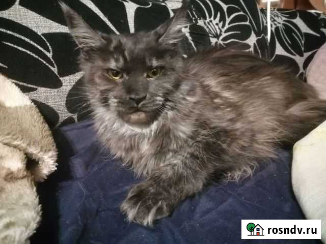 Котята мейн-кун продажа Тюмень - изображение 1