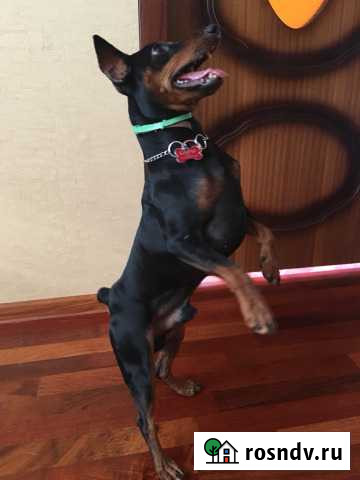 Вязка цвергпинчер Дзержинск - изображение 1