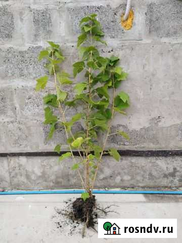 Саженцы черной смородины Старый Оскол - изображение 1