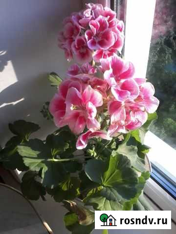 Домашние растения Тольятти - изображение 1