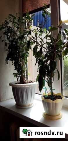 Фикус Астрахань - изображение 1