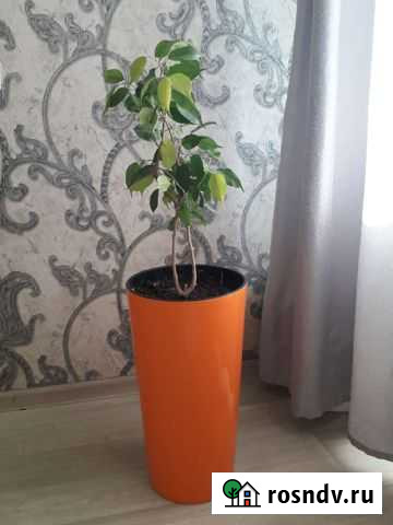 Фикус бенджамина Чита - изображение 1