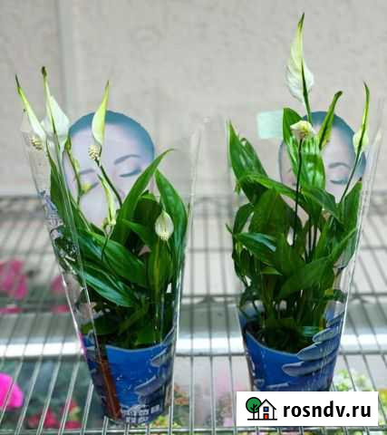 Спатифииллум Симферополь - изображение 1